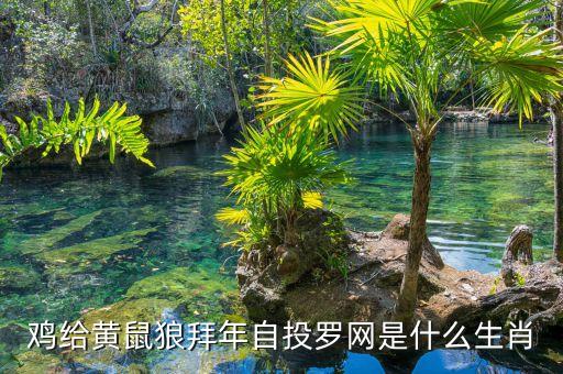 聚投網(wǎng)是什么生肖，蚊子找蜘蛛自投羅網(wǎng)生肖是什么
