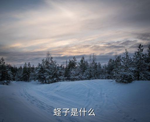 蟶子是什么