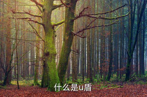 什么是u盾