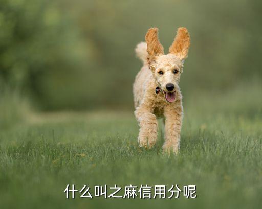 什么叫之麻信用分呢