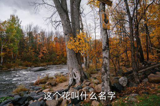 這個(gè)花叫什么名字