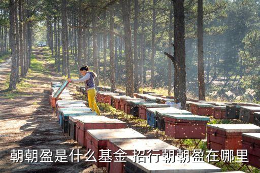 朝朝盈是什么基金 招行朝朝盈在哪里