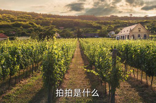 拍拍是什么模式，拍拍是什么