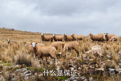 什么是保證