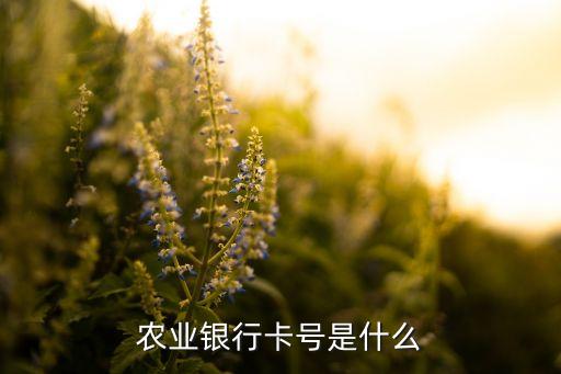 農(nóng)業(yè)銀行卡號是什么