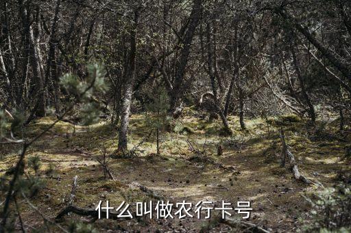 農(nóng)業(yè)銀行卡卡號(hào)是什么，農(nóng)業(yè)銀行卡號(hào)是什么