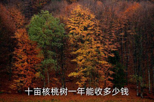 十畝核桃樹一年能收多少錢
