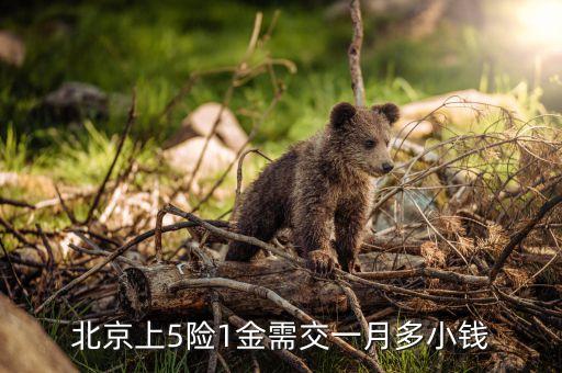 北京上5險1金需交一月多小錢