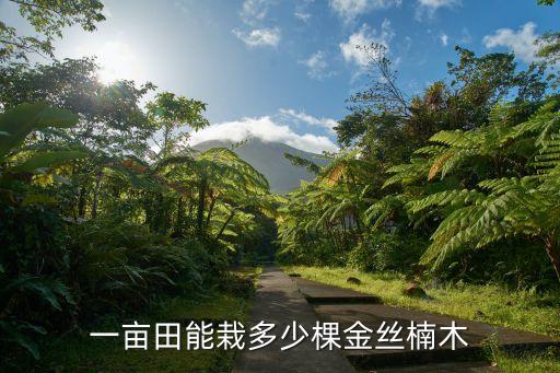 一畝田能栽多少棵金絲楠木