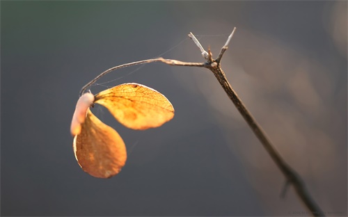 擔(dān)保公司為什么會(huì)倒閉(擔(dān)保公司倒閉債務(wù)誰(shuí)還)