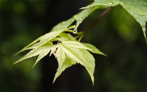 怎么樣可以貸款，如何能快速的貸款