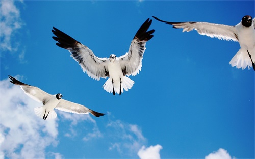 網(wǎng)商貸為什么不能貸款(網(wǎng)商貸為什么不能貸款了)